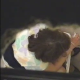 An anonymous cameraman video records women peeing and wiping themselves in a public restroom from a hole in the ceiling in at least 15 scenes. Good audio. Over 20 minutes.
